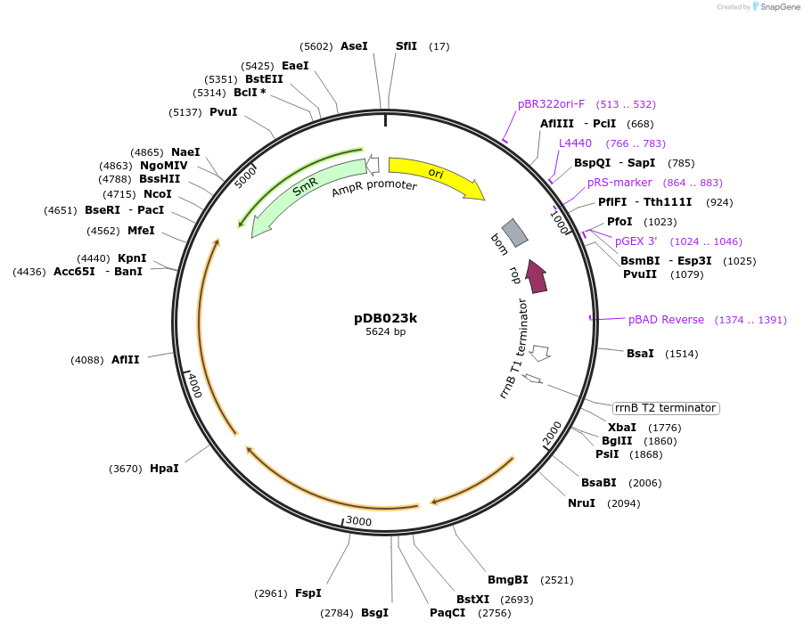 99219-plasmid-map-sequence-id-192936