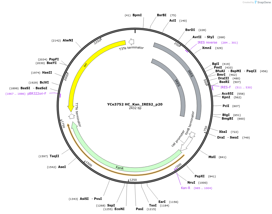 100702-plasmid-map-sequence-id-192937