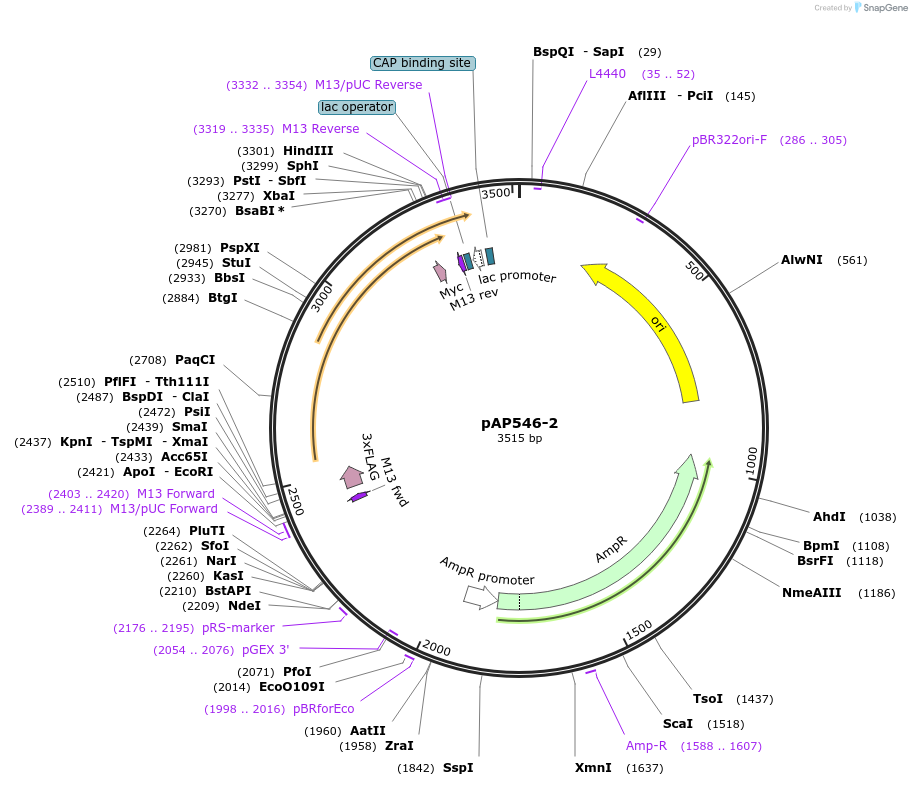 99476-plasmid-map-sequence-id-192944