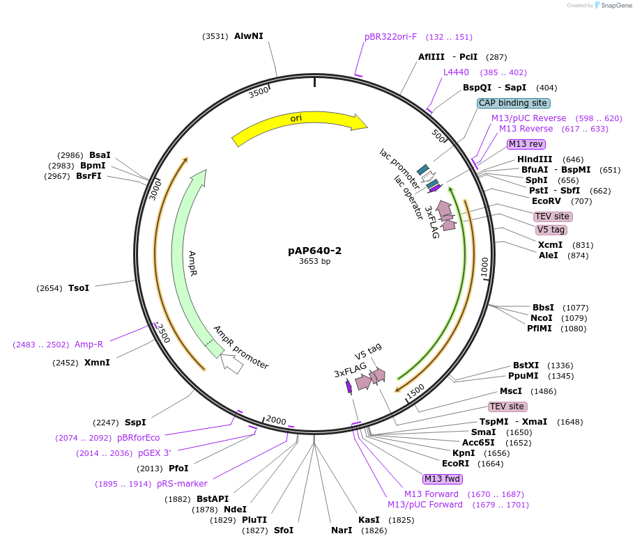 99487-plasmid-map-sequence-id-192946