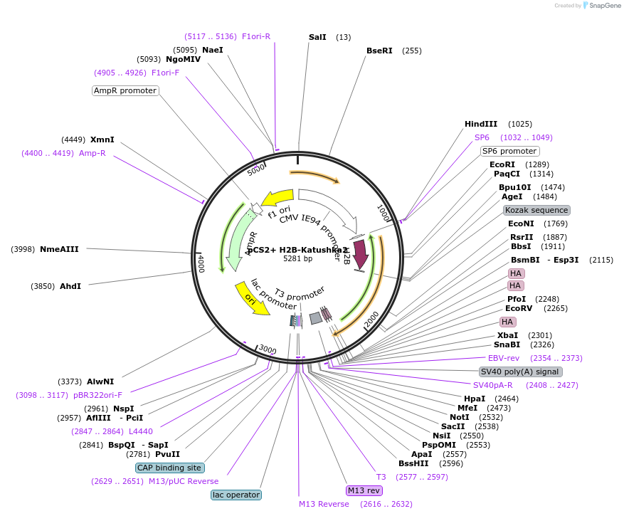 99266-plasmid-map-sequence-id-192951