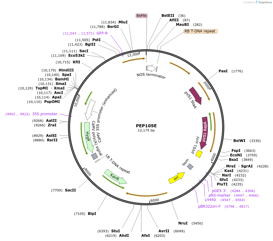 97391-plasmid-map-sequence-id-192952