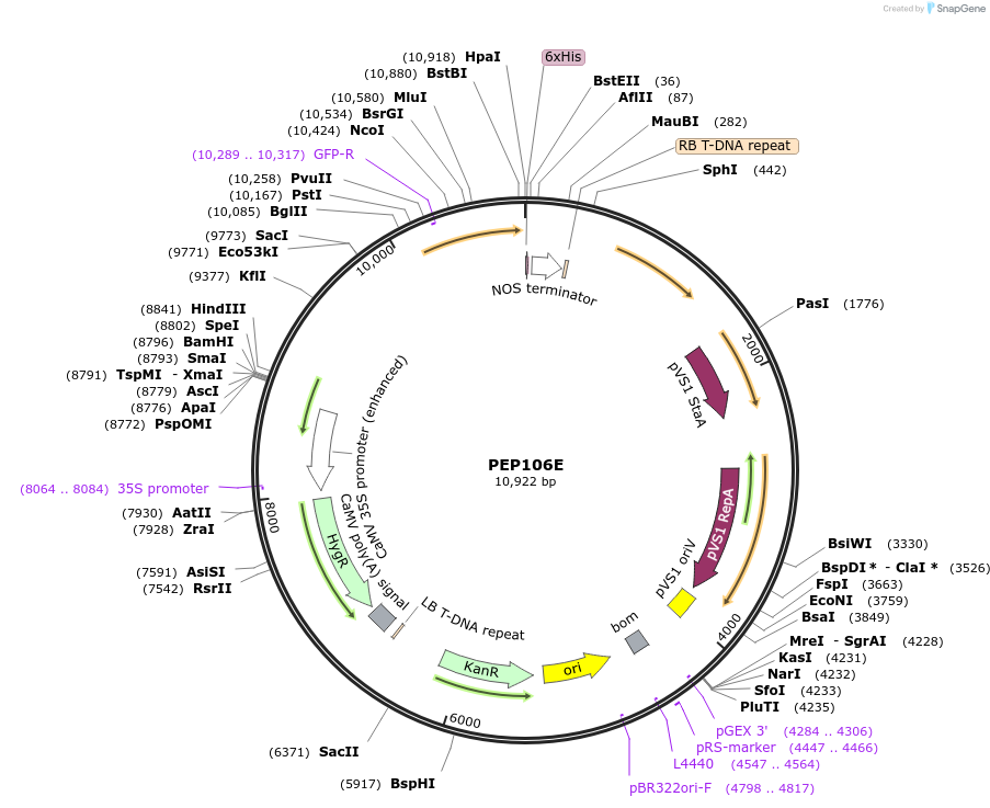 97392-plasmid-map-sequence-id-192953