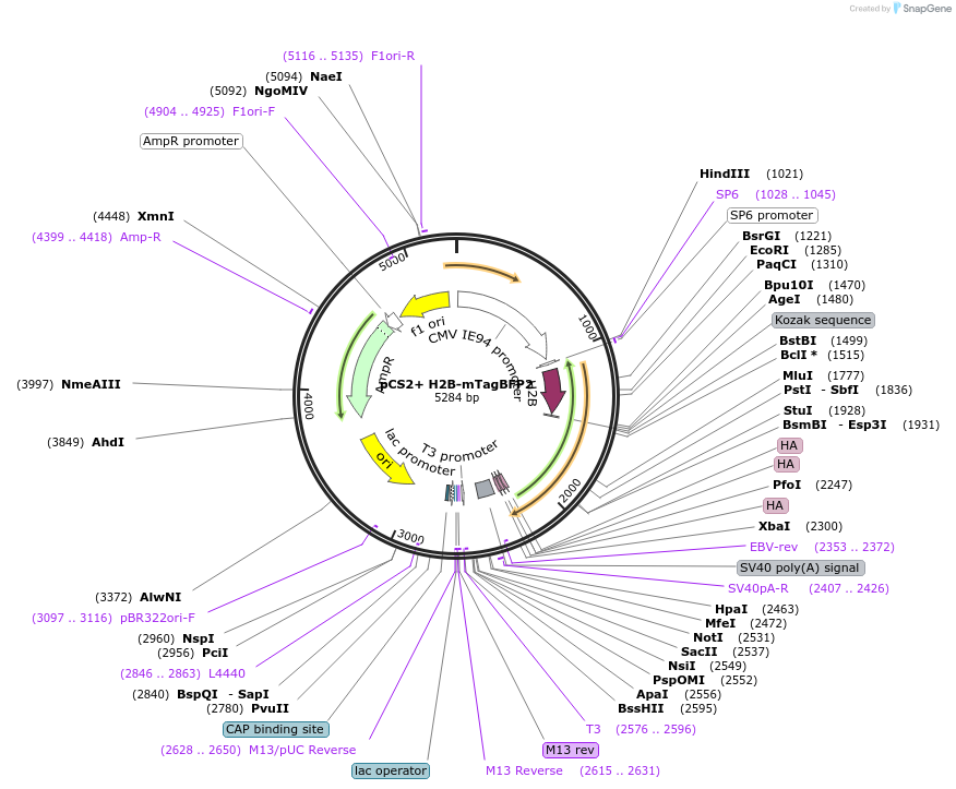 99267-plasmid-map-sequence-id-192954