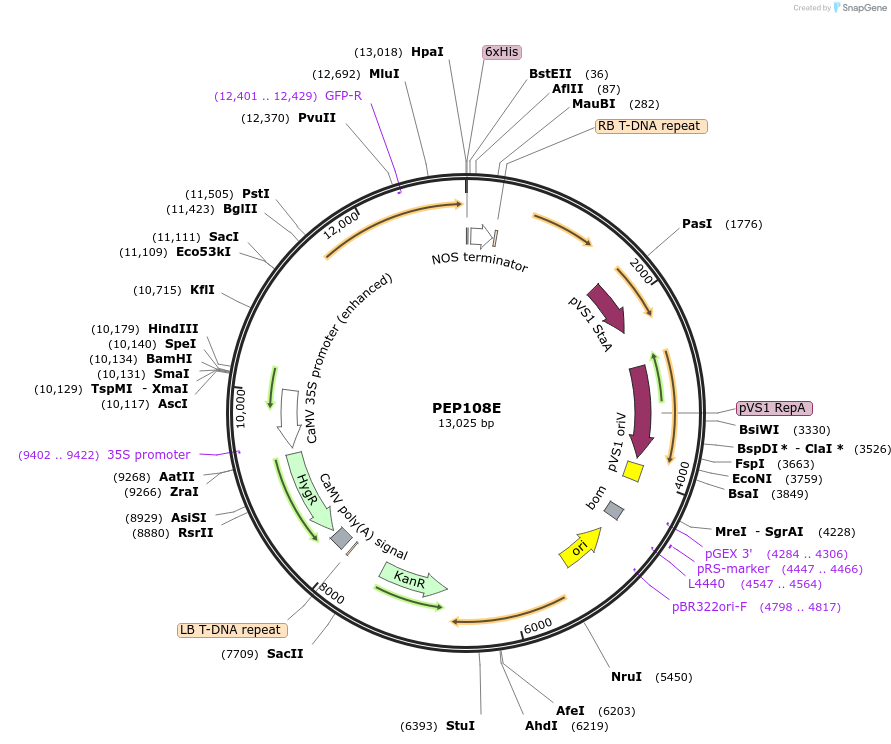 97394-plasmid-map-sequence-id-192962