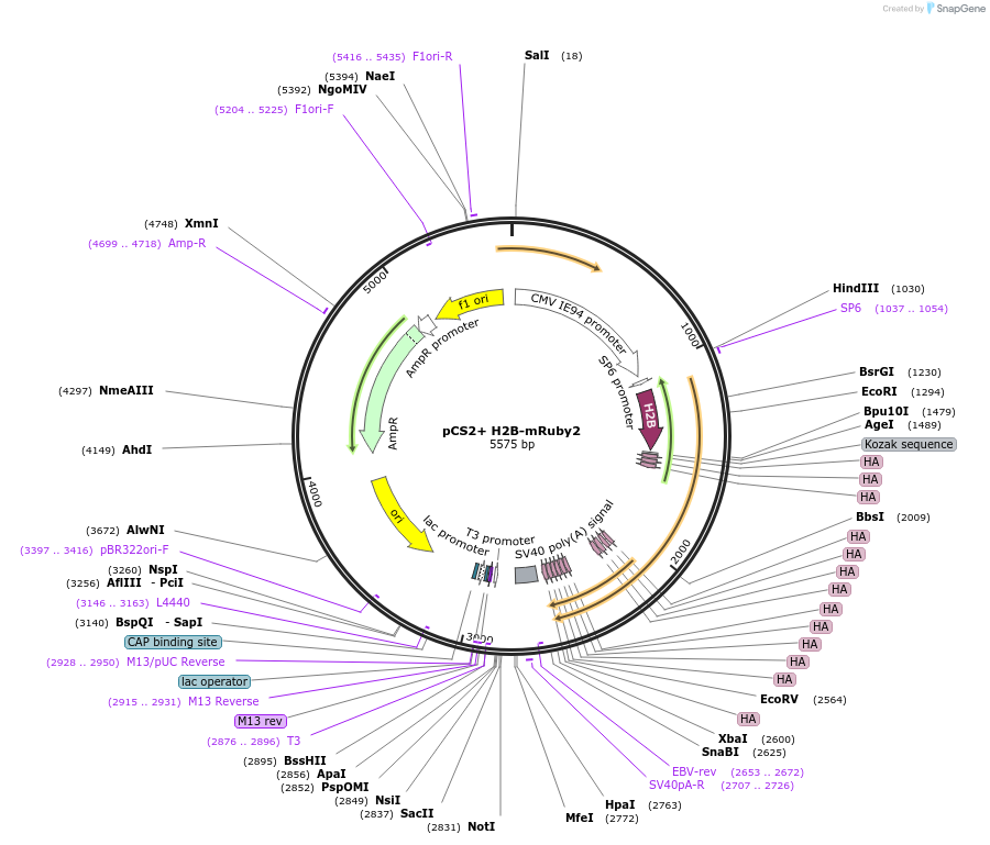 99270-plasmid-map-sequence-id-192969