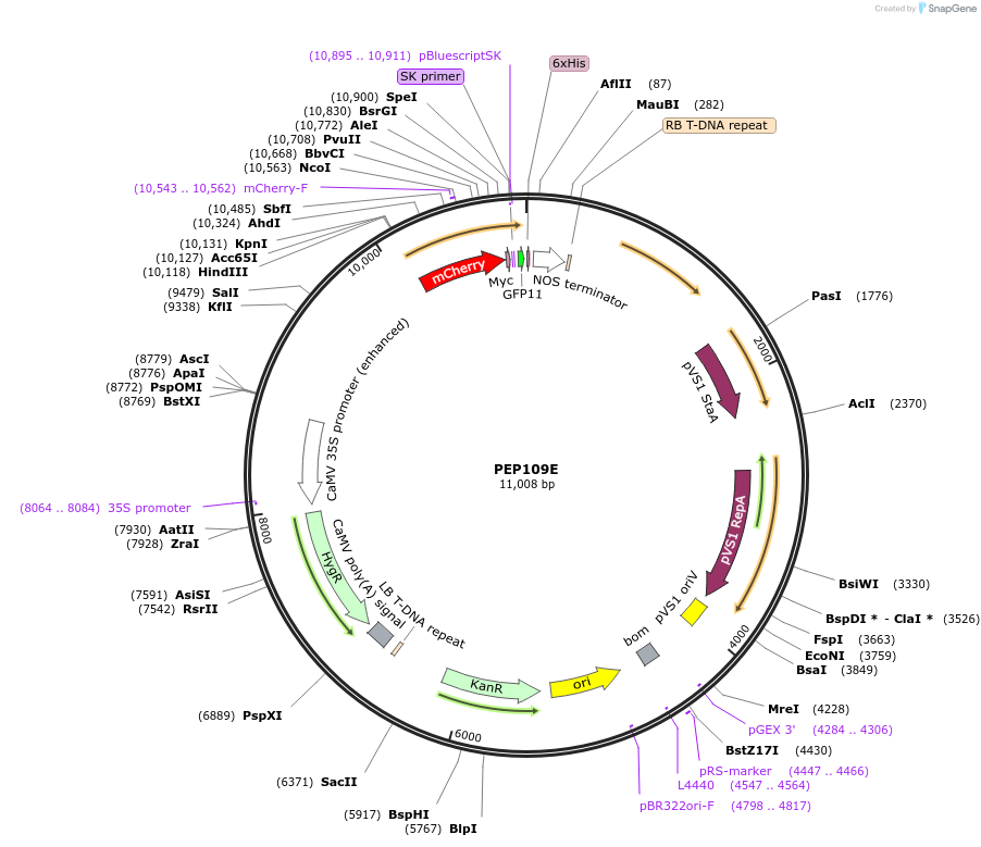 97395-plasmid-map-sequence-id-192970