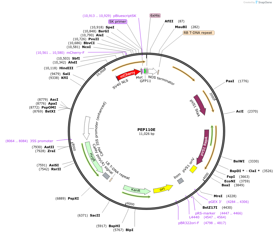 97396-plasmid-map-sequence-id-192971