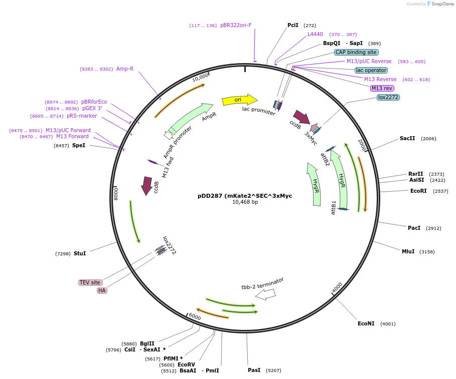 70685-plasmid-map-sequence-id-192977