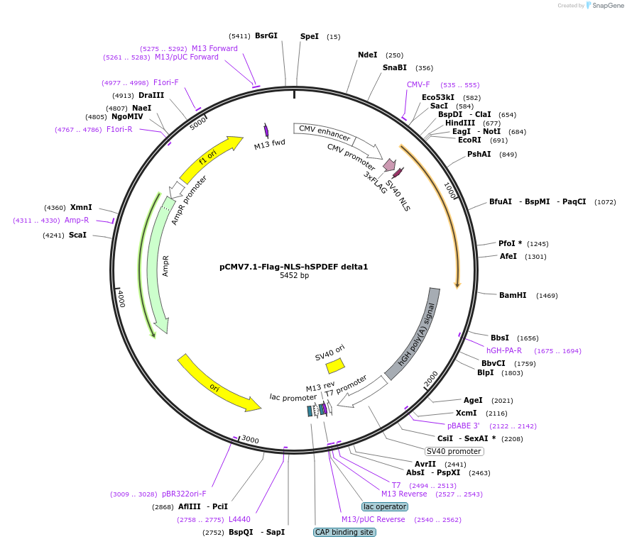 100870-plasmid-map-sequence-id-192978