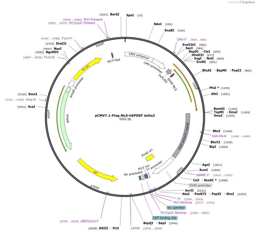 100871-plasmid-map-sequence-id-192979