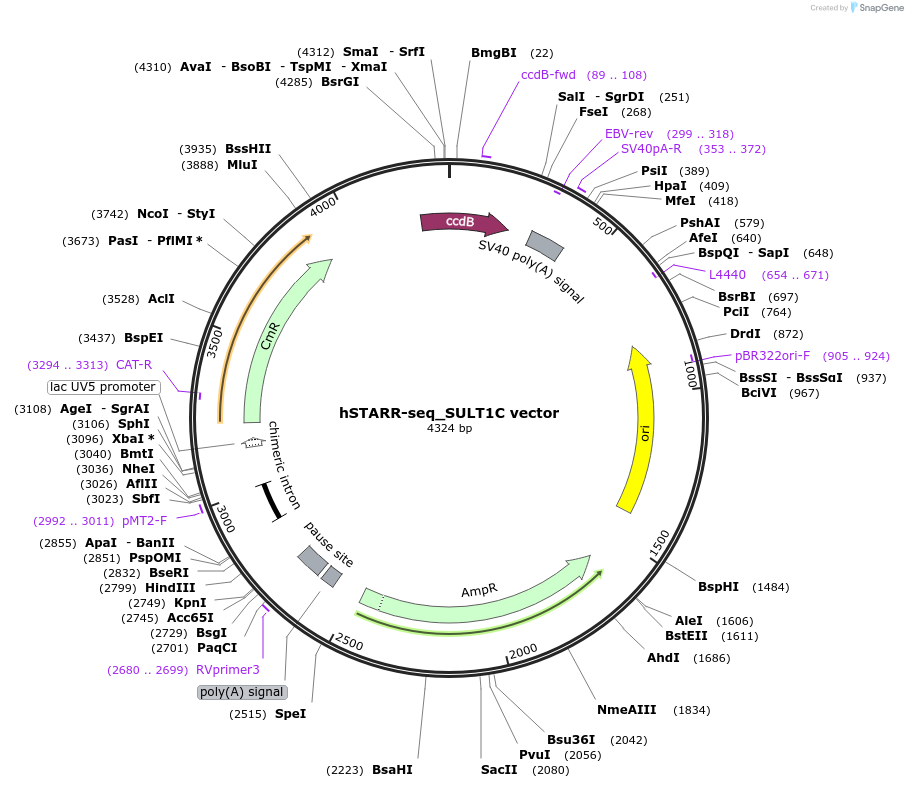 99294-plasmid-map-sequence-id-192990
