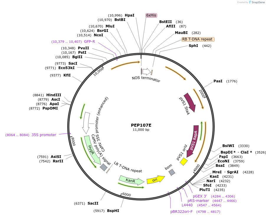 97393-plasmid-map-sequence-id-192996