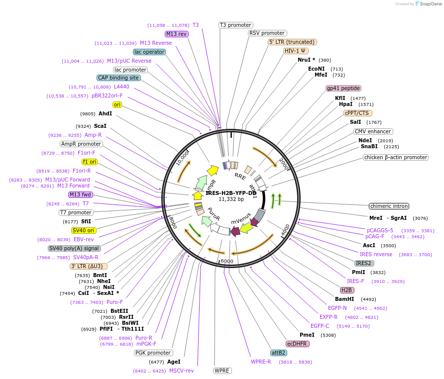96893-plasmid-map-sequence-id-193002