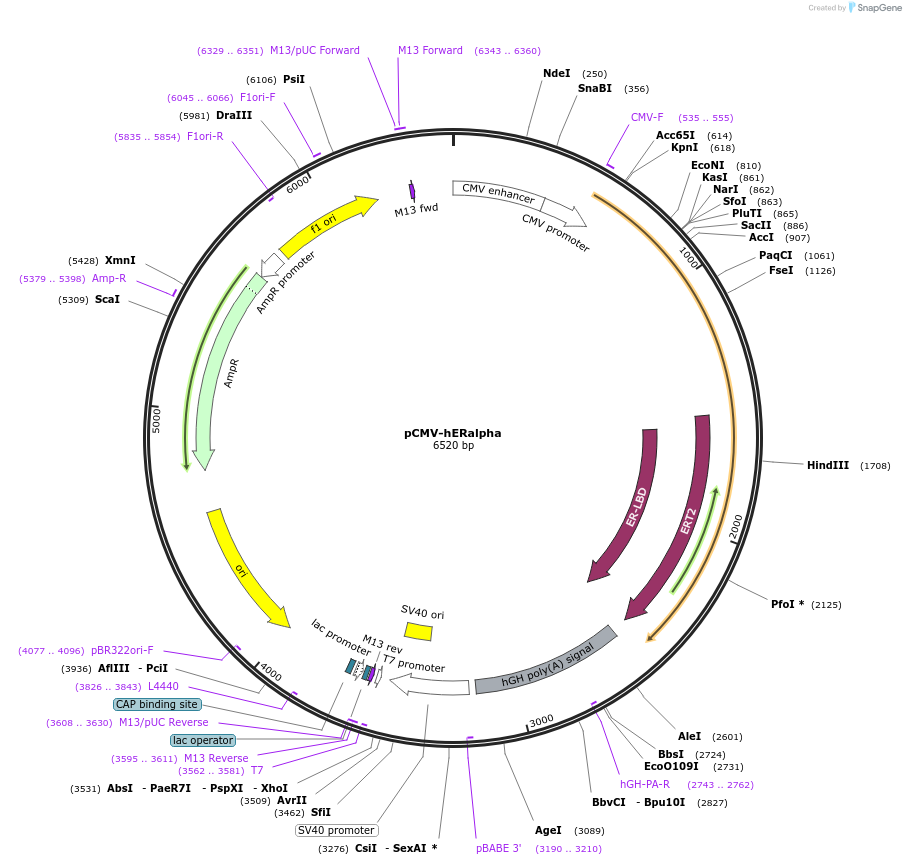 101141-plasmid-map-sequence-id-193010