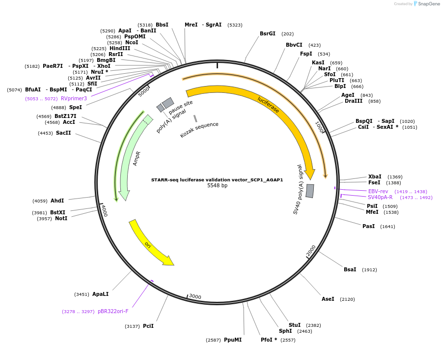 99302-plasmid-map-sequence-id-193011