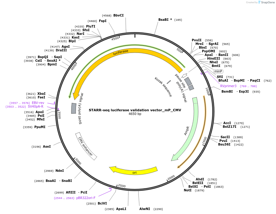 99313-plasmid-map-sequence-id-193012