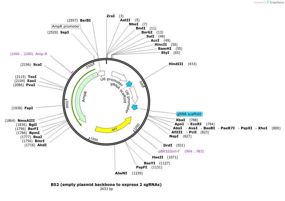 100708-plasmid-map-sequence-id-193013