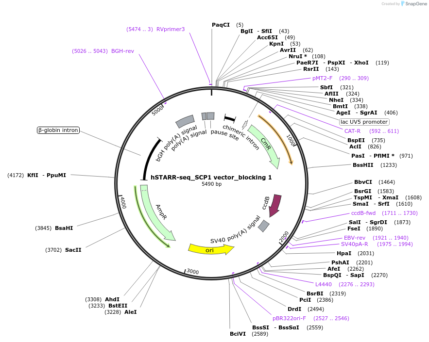 99316-plasmid-map-sequence-id-193016