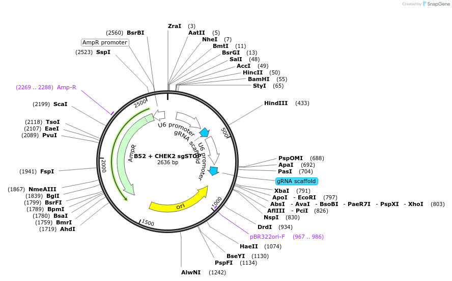 100712-plasmid-map-sequence-id-193017