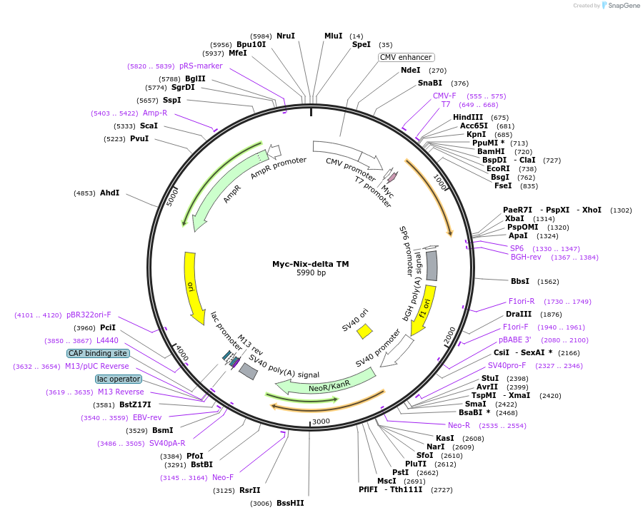 100755-plasmid-map-sequence-id-193039