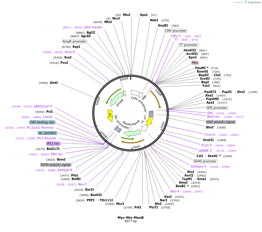 100757-plasmid-map-sequence-id-193041
