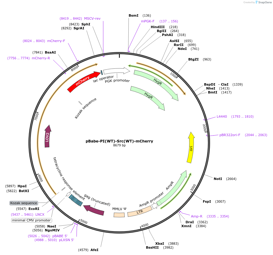 87356-plasmid-map-sequence-id-193061