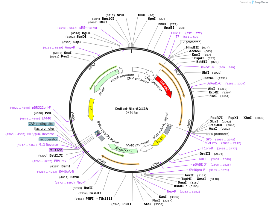 100762-plasmid-map-sequence-id-193062