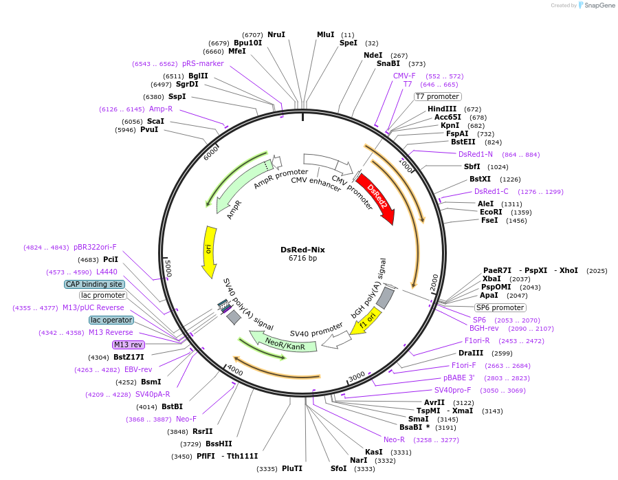 100763-plasmid-map-sequence-id-193064
