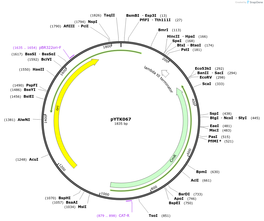65174-plasmid-map-sequence-id-193065