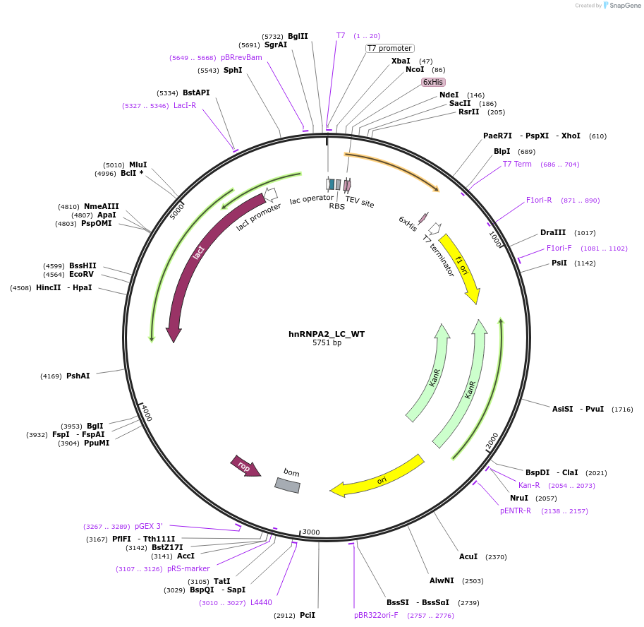 98657-plasmid-map-sequence-id-193066
