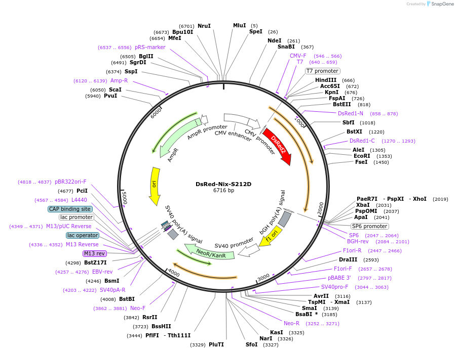 100764-plasmid-map-sequence-id-193067