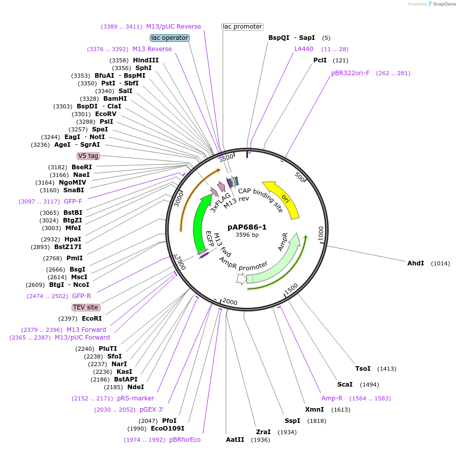 99491-plasmid-map-sequence-id-193068