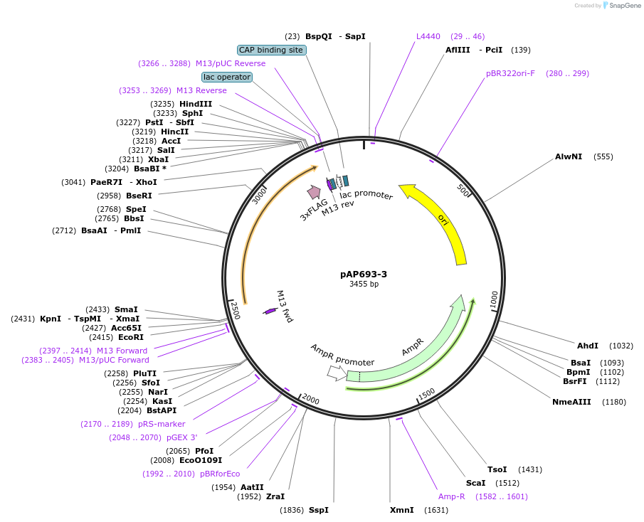 99492-plasmid-map-sequence-id-193071