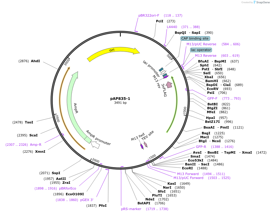 99495-plasmid-map-sequence-id-193073