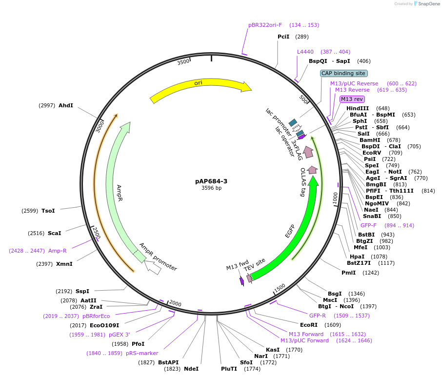 99489-plasmid-map-sequence-id-193080