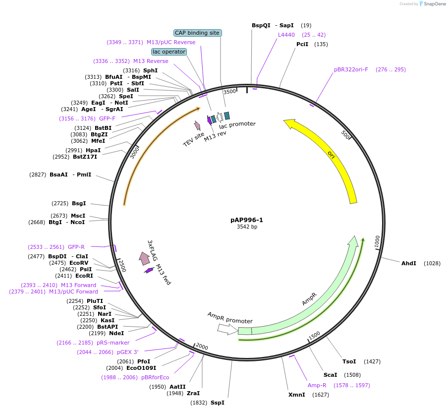 99499-plasmid-map-sequence-id-193081