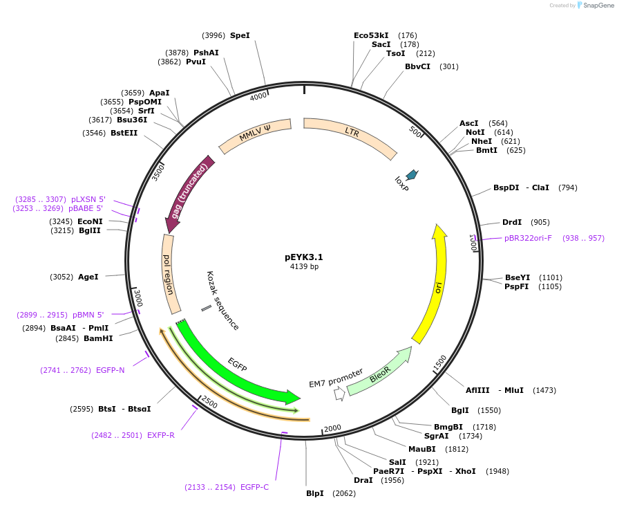 17366-plasmid-map-sequence-id-193083