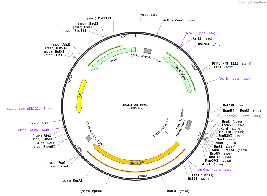 86461-plasmid-map-sequence-id-193100