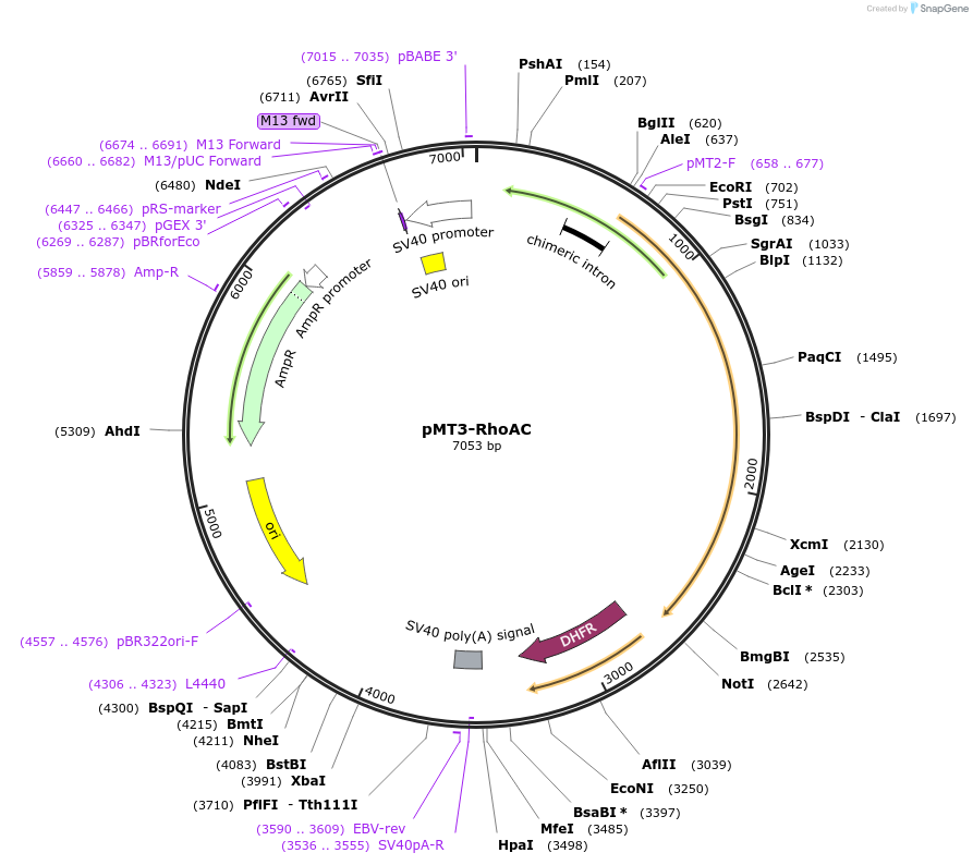 100032-plasmid-map-sequence-id-193105