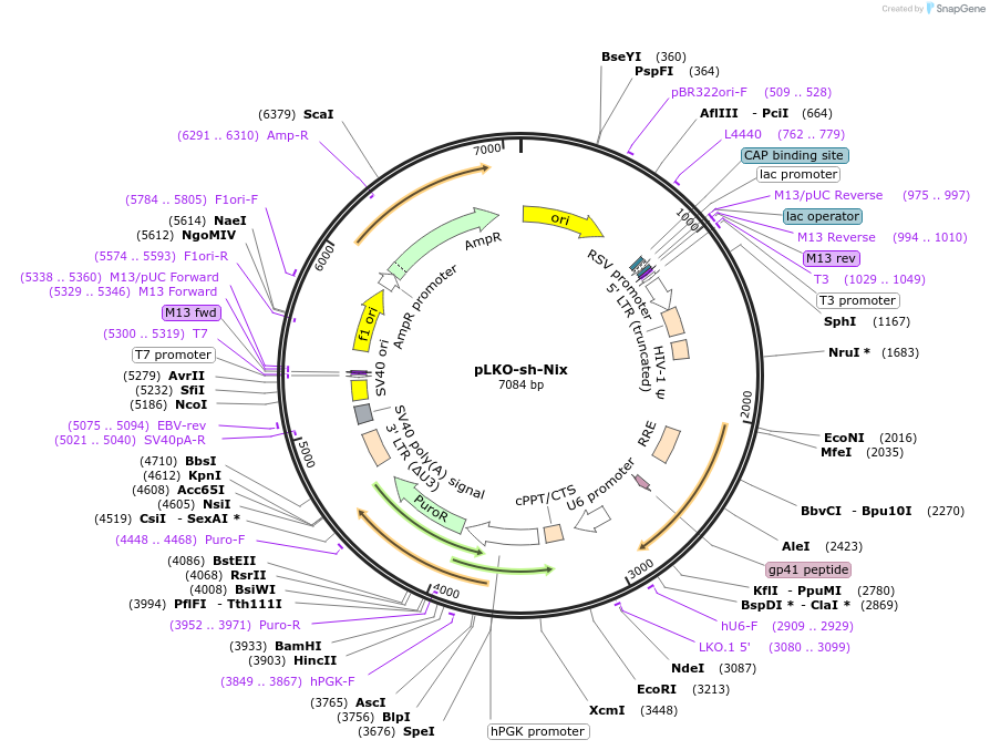100770-plasmid-map-sequence-id-193106