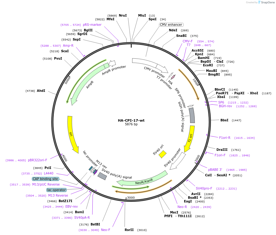 100772-plasmid-map-sequence-id-193108