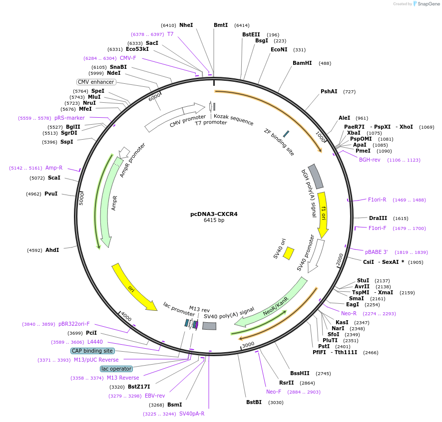 98942-plasmid-map-sequence-id-193112
