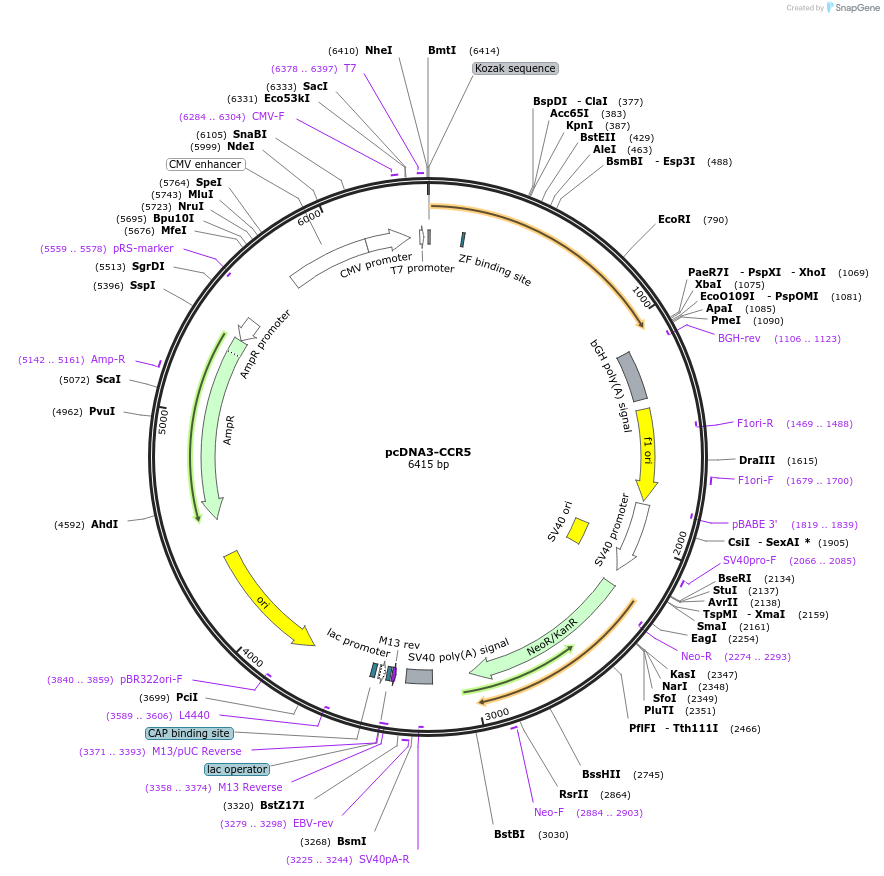 98943-plasmid-map-sequence-id-193113