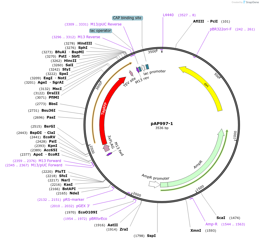 99500-plasmid-map-sequence-id-193114