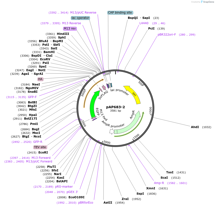 99488-plasmid-map-sequence-id-193118