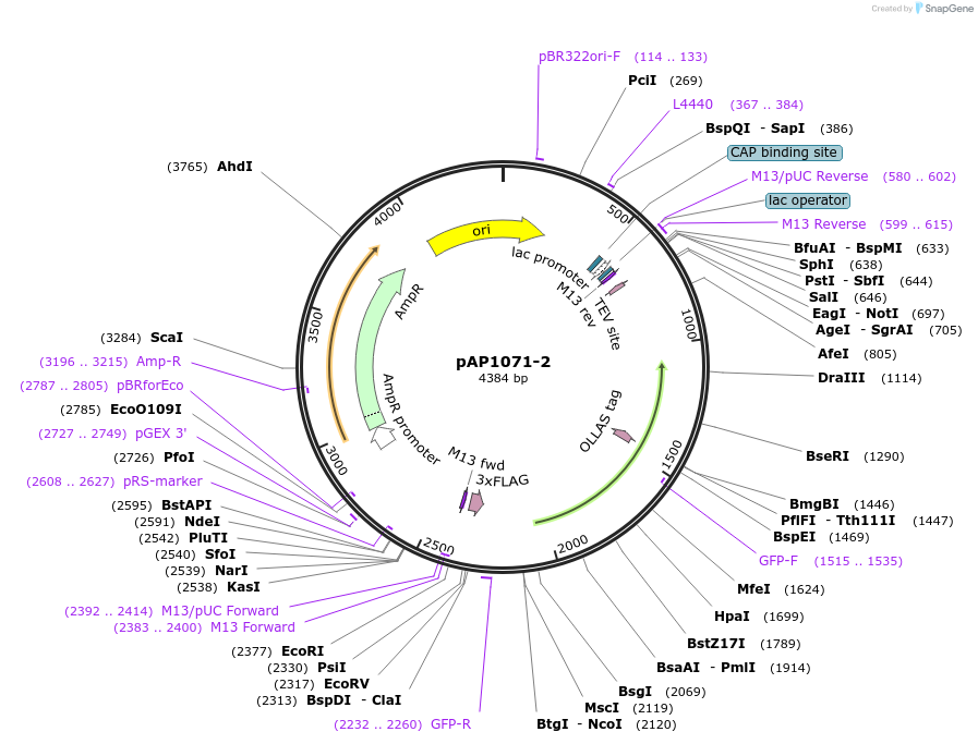 99502-plasmid-map-sequence-id-193120