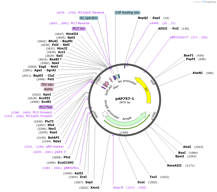 99493-plasmid-map-sequence-id-193139