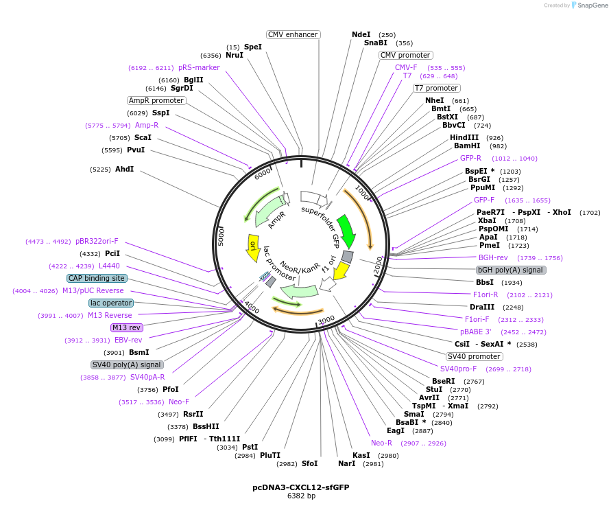 98961-plasmid-map-sequence-id-193141