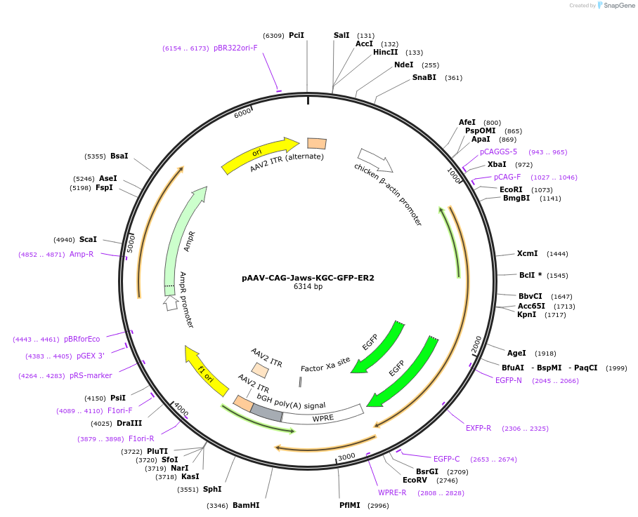 99233-plasmid-map-sequence-id-193142